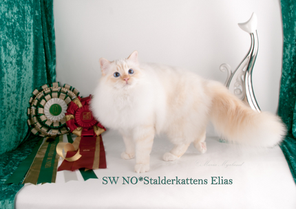 NO*Stalderkattens Elias ble nr 2 på World Show i Praha, oktober 2014. Han tapte til en annen norsk katt, men vi er superstolte.