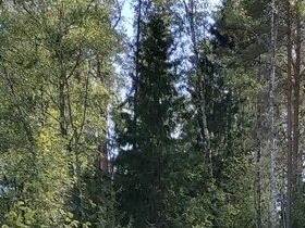Kattegården, hele hagen bak huset er gjerdet inn